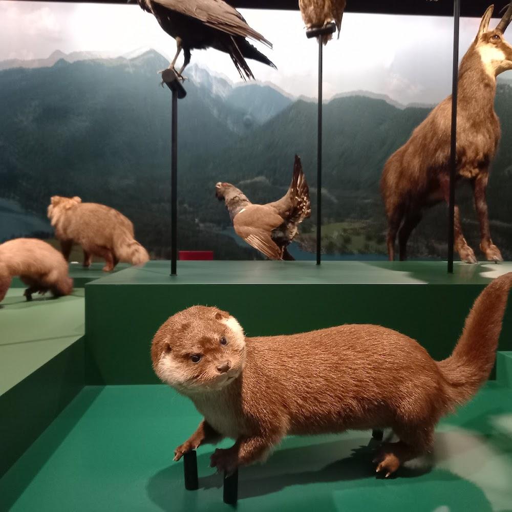 Otter, bird, mountain goat, and mountains.
